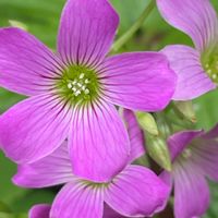 オキザリス,カタバミ,ムラサキカタバミ,花壇,ガーデニングの画像