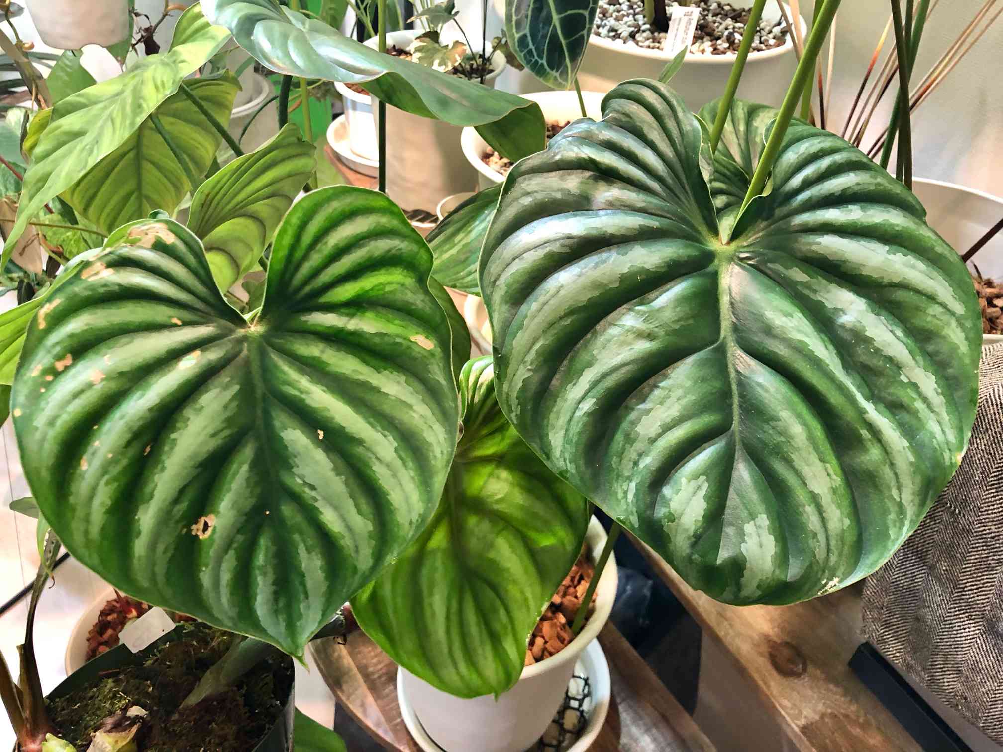 専用happymaechanさん フィロデンドロンプロウマニーブラックフェイス M】フィロデンドロン プロウマニーブラックフェイス