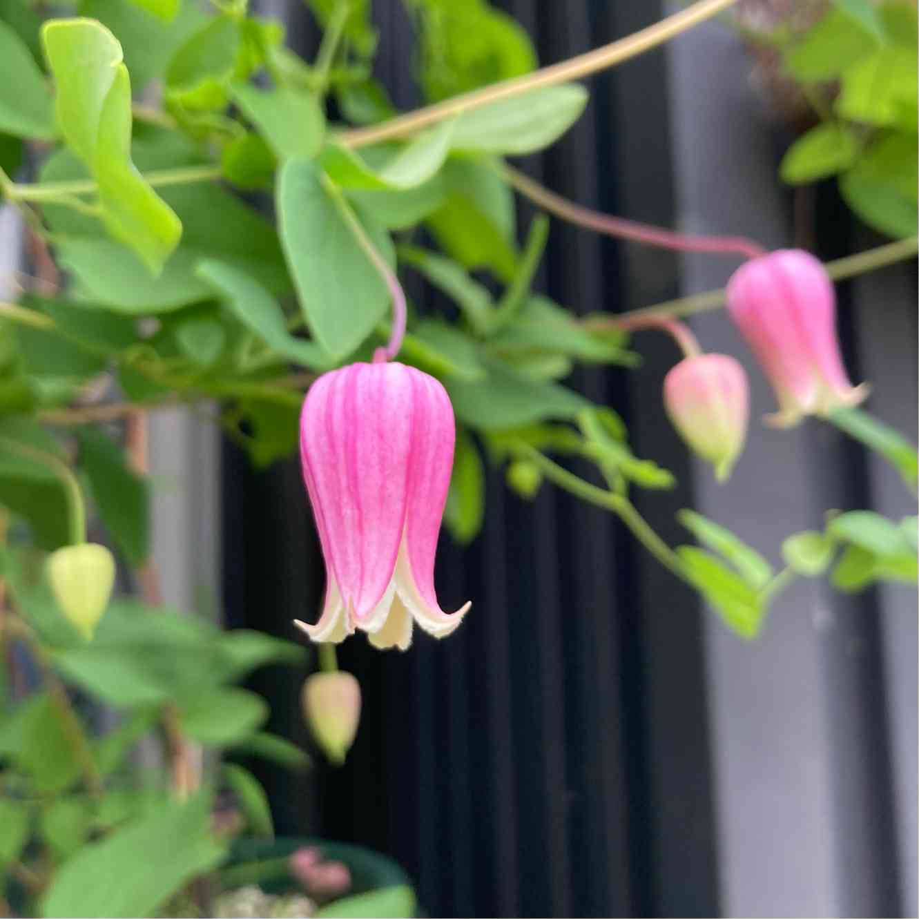 クレマチス マシュマロの一覧｜🍀GreenSnap（グリーンスナップ）