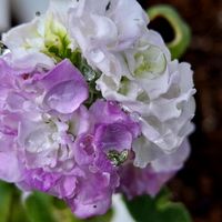 ストック,世界平和,花好き写真,想い,願いの画像