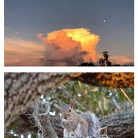 ウスネオイデス,裏庭,リス,雲仲間,同じ月を見上げての画像