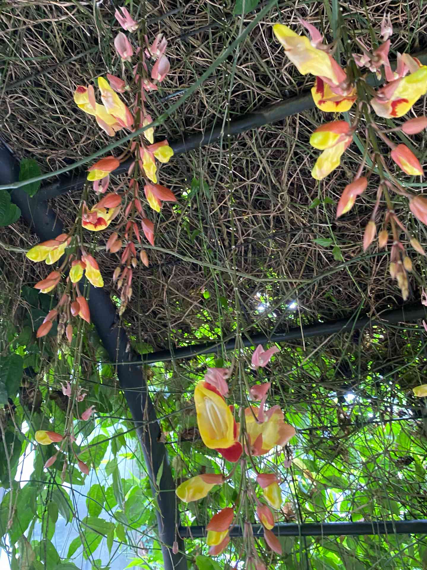 ツンベルギア マイソレンシスの一覧｜🍀GreenSnap（グリーンスナップ）