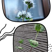 ペニーロイヤルミント,日本ハッカ,だんぎく,モリモリ！,白い花大好きの画像