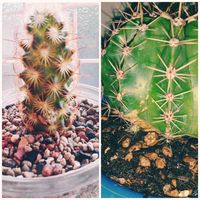 コガネツカサ,とら　コガネツカサ,多肉初心者, サボテン,マミラニア属の画像