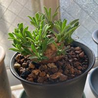 ユーフォルビア・峨眉山,多肉植物,キッチンの窓, 峨眉山,タニラーの画像