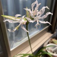 ネリネ,ダイヤモンドリリー,公園,鉢植え,花壇の画像