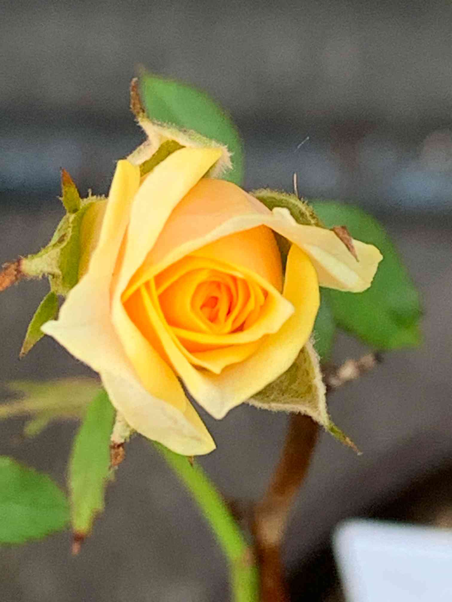 金属製の茎と葉を持つ黄色いバラで作品は装飾品としてだけでなく芸術作品2本セット イエローローズ🌹 | CAINZ DIY Square