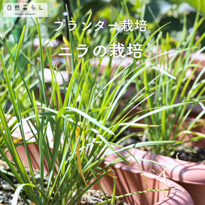 ニラ,植物のある暮らし,肥料,プランター栽培,ベランダ菜園の画像