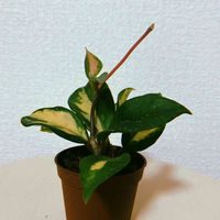 ホヤ・カルノーサ,ホヤ・カルノーサ・トリカラー,観葉植物,成長記録,福岡の画像