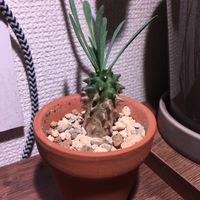 ユーフォルビア・峨眉山の画像