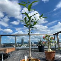 バオバブ,アダンソニア ディギタータ,lumix-gh5m2,観葉植物,ベランダガーデンの画像