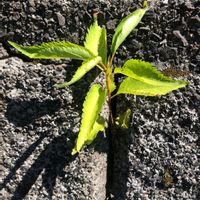 ケヤキ,平和を願う☆,植物がある暮らし,GS日和,欅（けやき）の画像