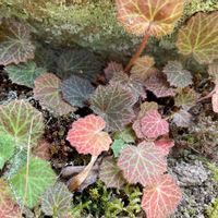ユキノシタ,ユキノシタ(雪の下),日本の庭,癒し,植えっぱなしの画像