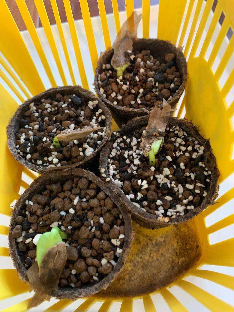 プルメリアを種から育てたい🌱｜🍀GreenSnap（グリーンスナップ）