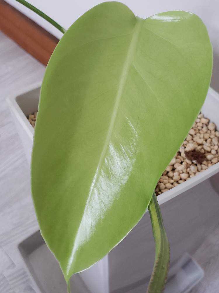モンステラ ボルシギアナ オーレア🌱｜🍀GreenSnap（グリーン
