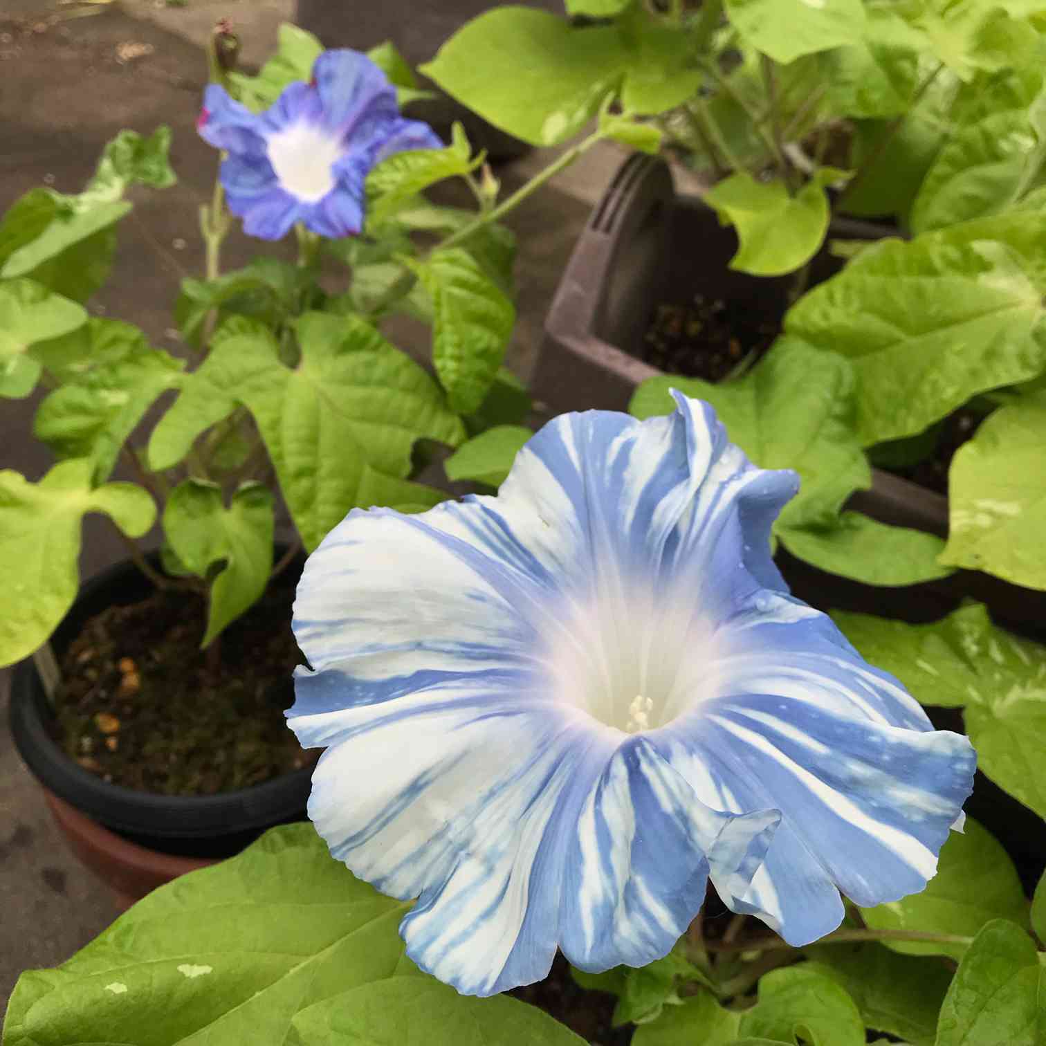 朝顔日記｜🍀GreenSnap（グリーンスナップ）