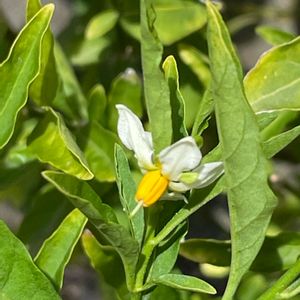 タマサンゴ,花壇,ガーデニング,庭木,山野草の画像