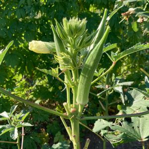 オクラ,癒し,いつもありがとう♡,植物のある暮らし,家庭菜園初心者の画像