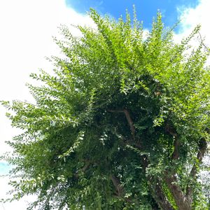 植栽,小さな公園,空を見上げて,何の木なのかな⁉️,お出かけ先の画像