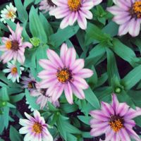 ジニア（百日草）の画像