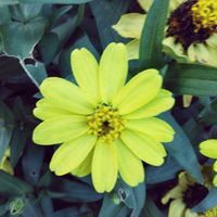 ジニア（百日草）の画像