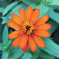 ジニア（百日草）の画像