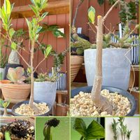 バオバブ,バオバブAdansonia digitata,星の王子さま,塊根植物のある暮らし,私の癒しの画像