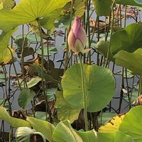 ハス,花のある暮らし,お写ん歩,公園散歩,平和を願う☆の画像