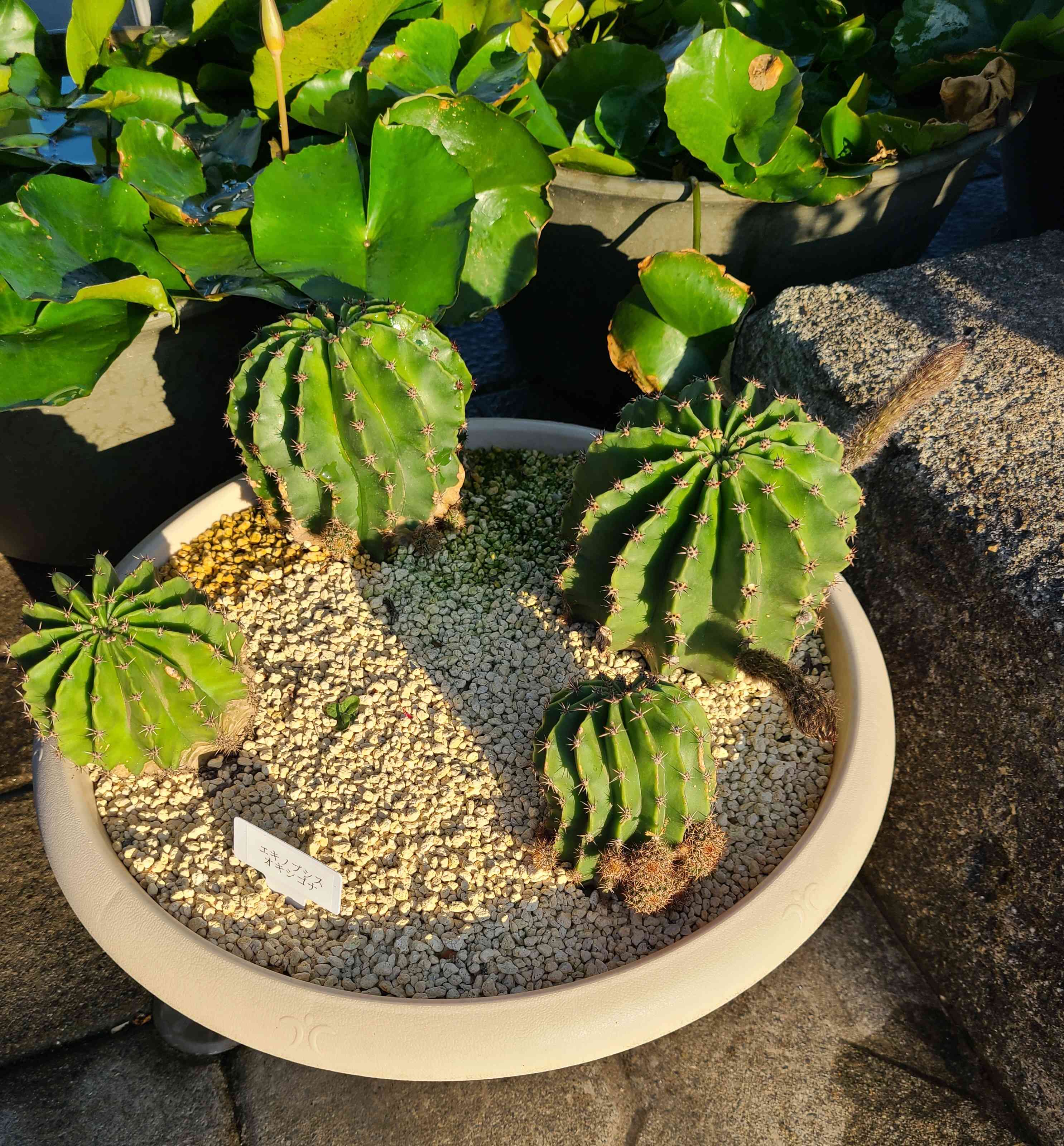 エキノプシス・オキシゴナ（旺盛丸）の一覧｜🍀GreenSnap（グリーン