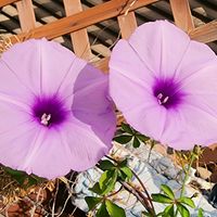 Ipomoea cairica,イポメア　カイリカ,イポメア,モミジバアサガオ,イポメア属の画像
