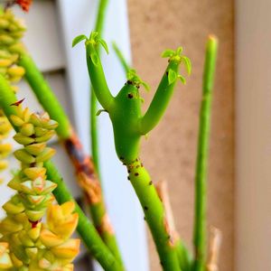 オンコクラータ,ユーフォルビア オンコクラータ,ユーフォルビア　セドロルム,多肉植物,リメ缶の画像