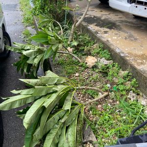 プルメリア,沖縄,植栽,台風,エクステリアの画像