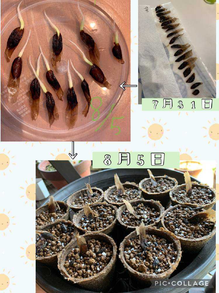 プルメリアを種から育てたい🌱｜🍀GreenSnap（グリーンスナップ）