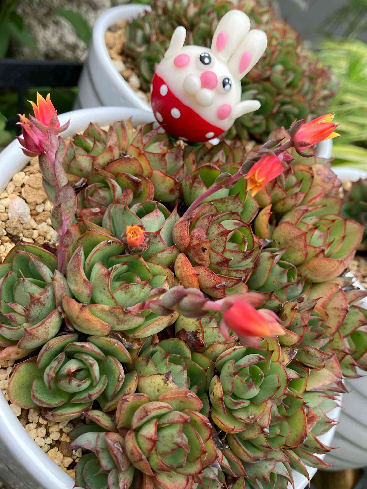 ヤンジン♡の一覧｜🍀GreenSnap（グリーンスナップ）