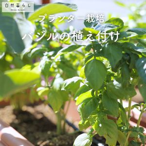 バジル,ガーデニング,植物のある暮らし,肥料,プランター栽培の画像