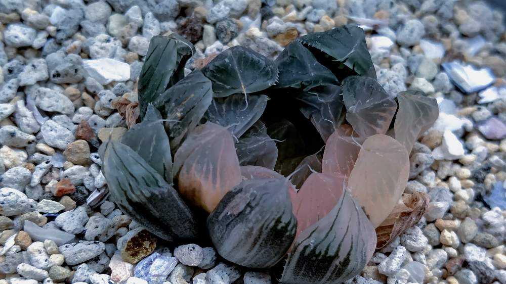 ○ハオルチア ブラックオブツーサ錦×白蛇伝交配種の成長記録