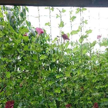 アサガオ,朝顔,グリーンカーテン,鉢植え,お花の画像