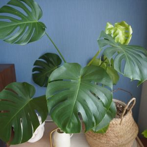 モンステラ デリシオーサ,観葉植物,新芽,モンステラ属,緑のある暮らしの画像