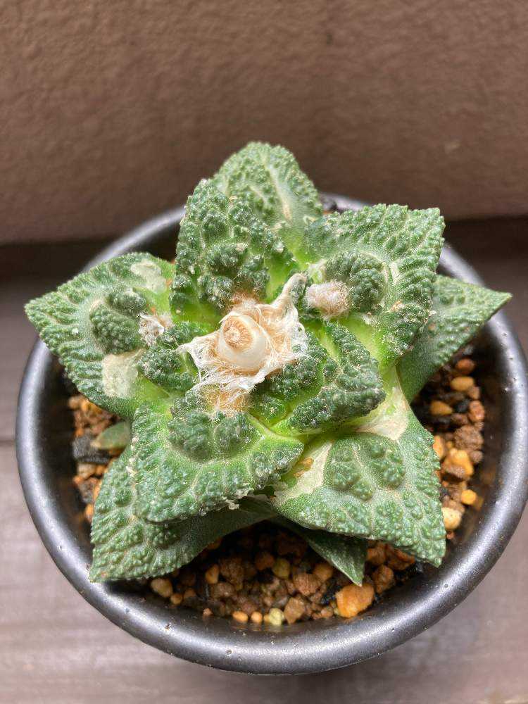姫牡丹群生（モンスト）の採種から実生まで｜🍀GreenSnap