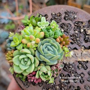 多肉植物,癒される♡,サビサビ,＊ｶｷﾉﾀﾈ＊蚊取り線香寄せ,寄せ植えの画像