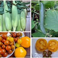 とうもろこし,トマト色々,心穏やかに,季節の便り,自分らしくねの画像