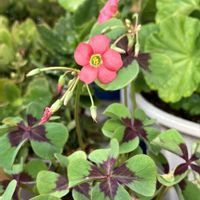 ラッキークローバー,オキザリス・デッペイ,モンカタバミ,赤い花,観葉植物の画像
