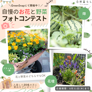 スイカ,キバナコスモス,ガーデニング,植物のある暮らし,肥料の画像