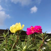 マツバボタン,松葉牡丹（八重咲き）,スベリヒユ科,鮮やか ,青空の画像