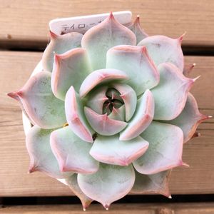 エケベリア,テイローサ,多肉植物,かわいい,観葉植物の画像
