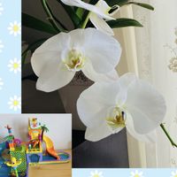 胡蝶蘭,白い花,花のある暮らし,白って綺麗だね,元気に育ててますよの画像