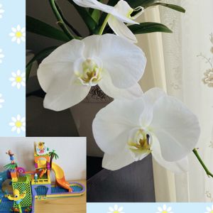 胡蝶蘭,白い花,花のある暮らし,白って綺麗だね,元気に育ててますよの画像