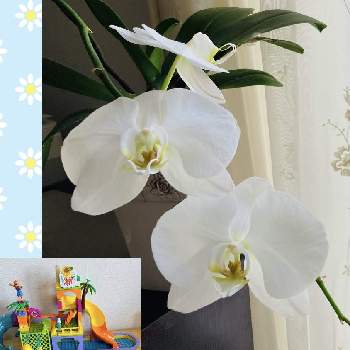 胡蝶蘭,胡蝶蘭が好き！,胡蝶蘭　マザーチークの画像