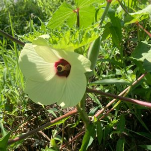 オクラ,植物のある暮らし,オクラ栽培,家庭菜園初心者,今日のお花の画像