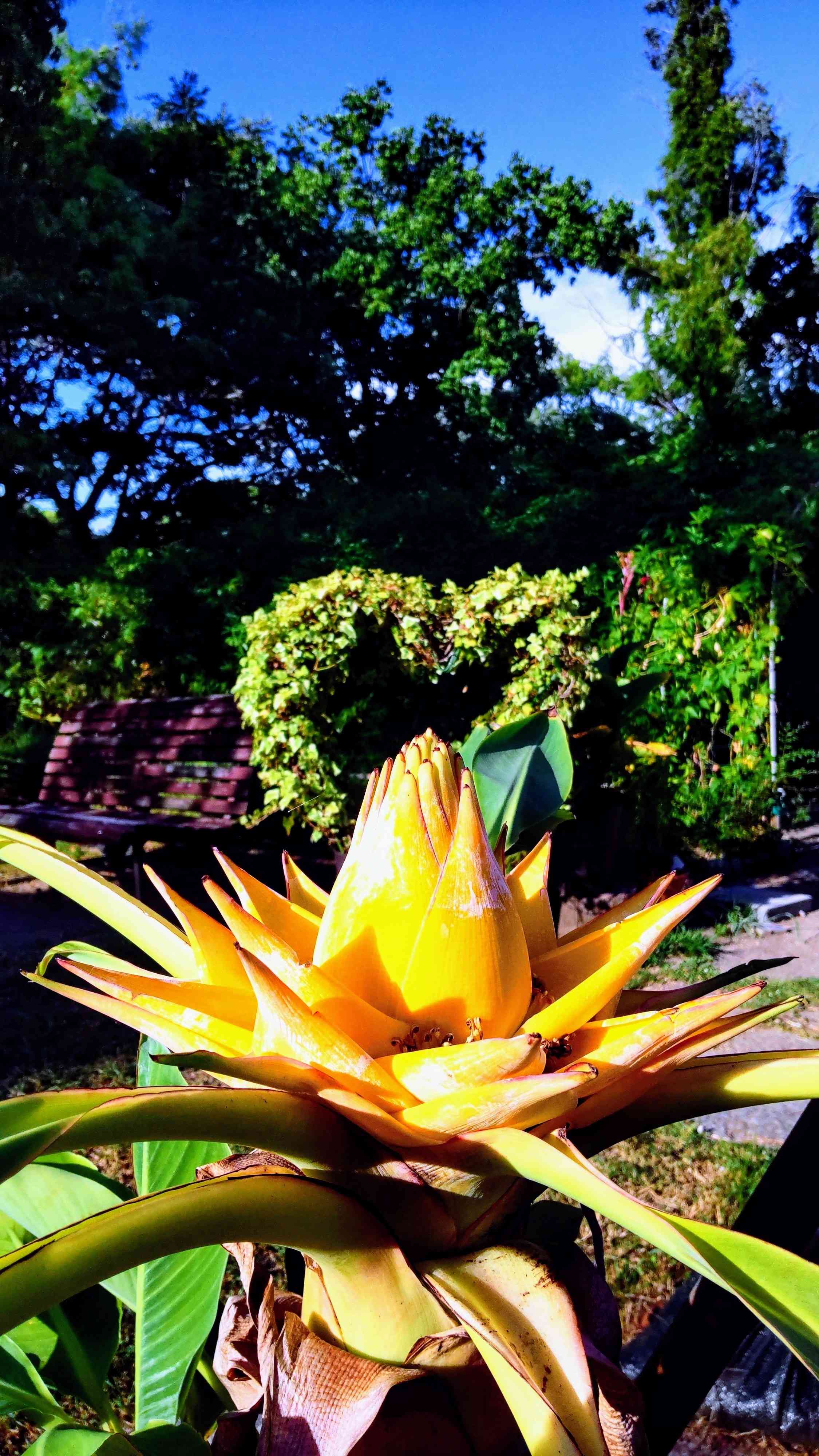 地湧金蓮（チユウキンレン）の一覧｜🍀GreenSnap（グリーンスナップ）